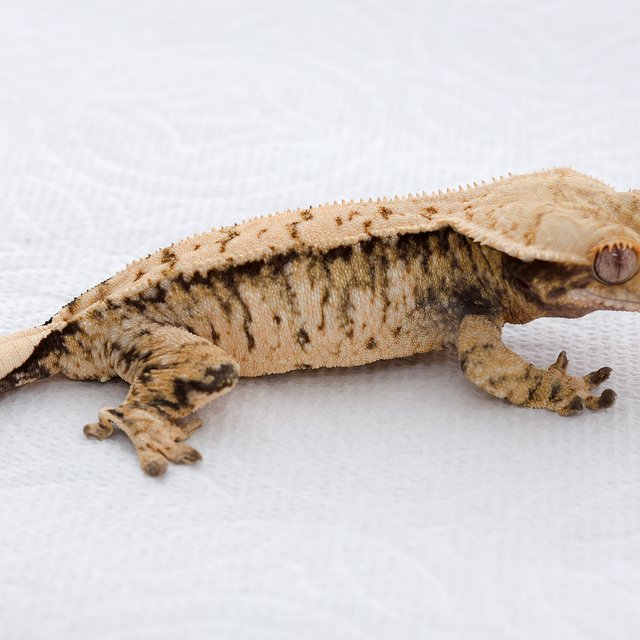 트라이 익스트림할리퀸