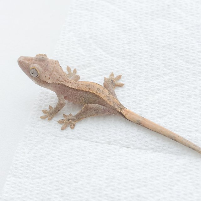 Hypo Normal