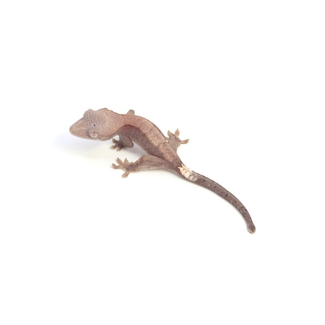 하이포