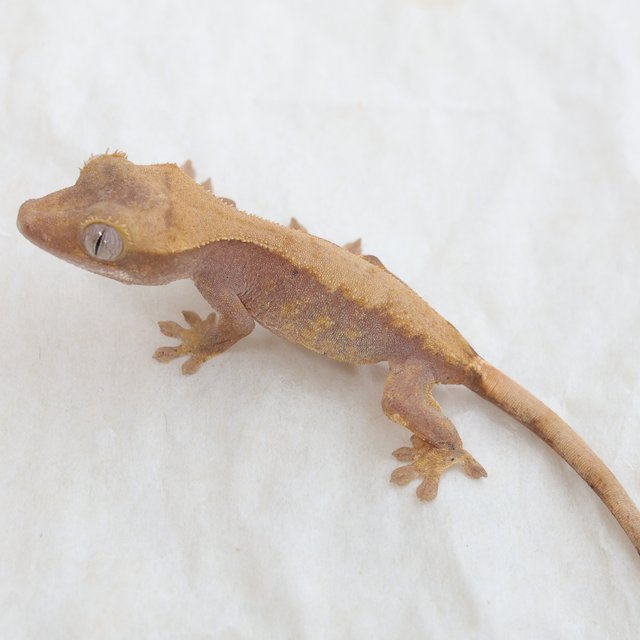 Hypo