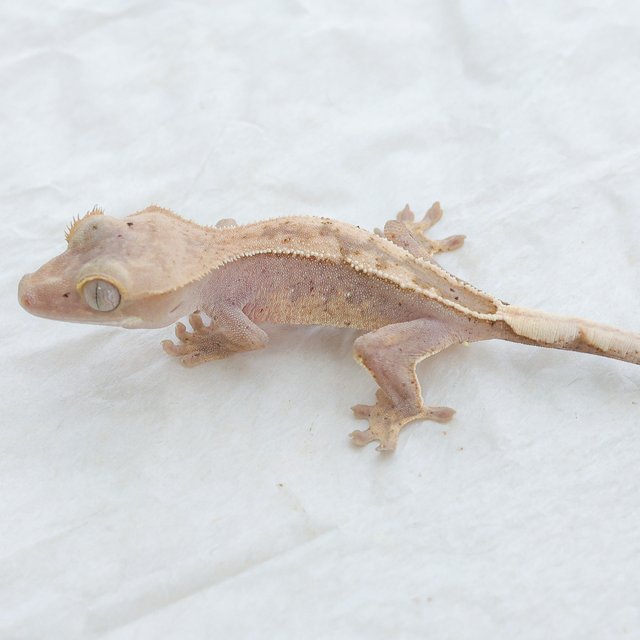 Hypo