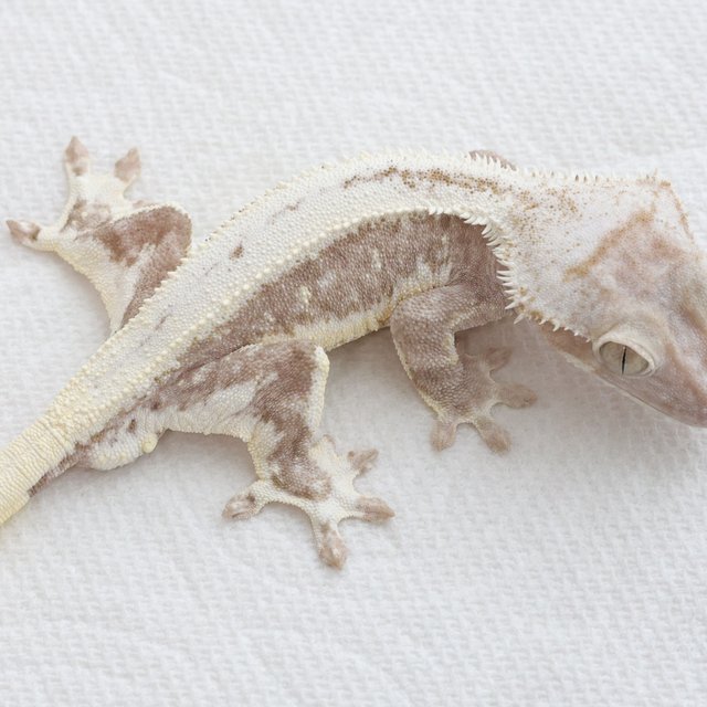 Lilly Axanthic