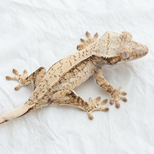 Quad Full Pinstripe Drippy White Spot Tri Normal