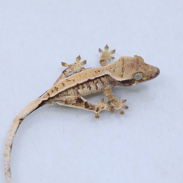 트라이 익스트림할리퀸