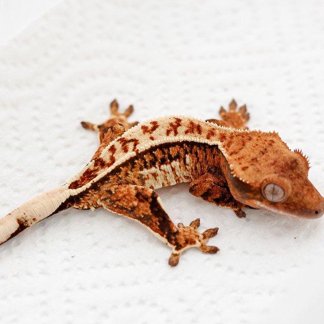 텐저린 트라이 쿼드 풀핀