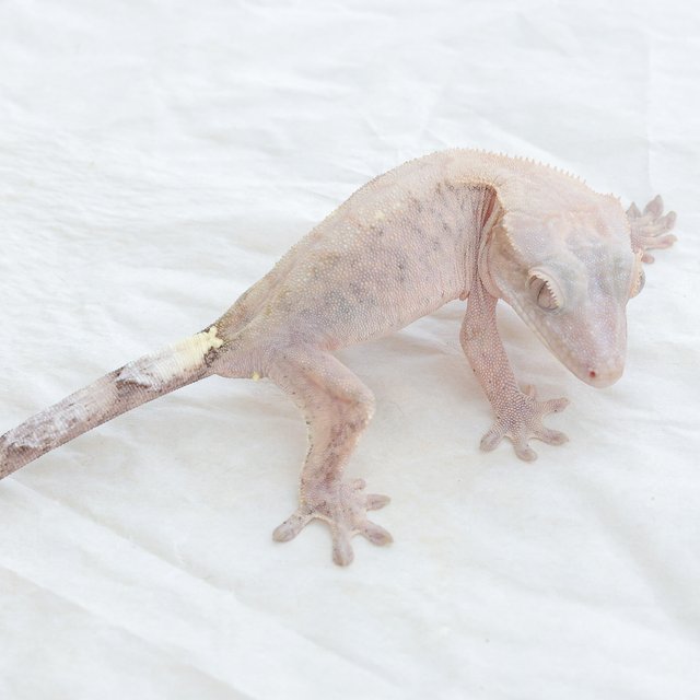 Cappuccino Hypo