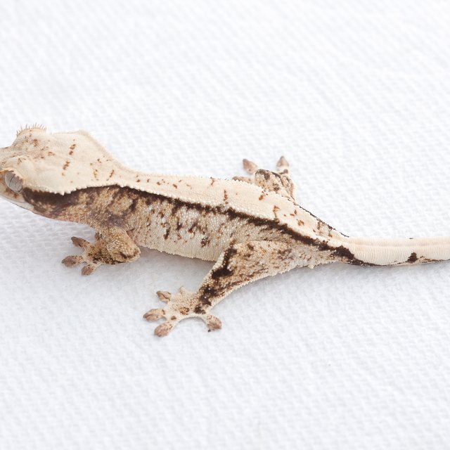 Drippy White Spot Tri Extreme Harlequin Normal