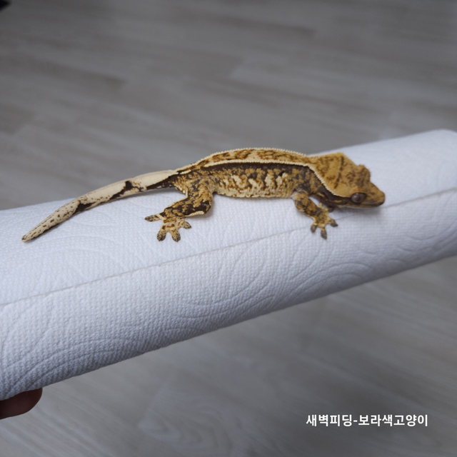 트라이 익스트림할리퀸