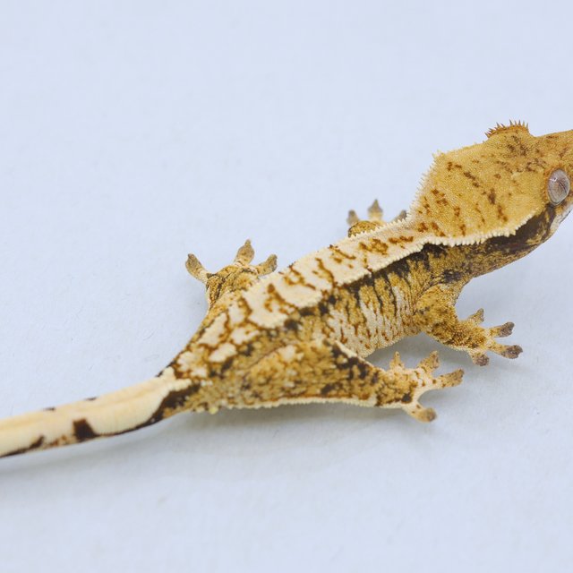 트라이 익스트림할리퀸