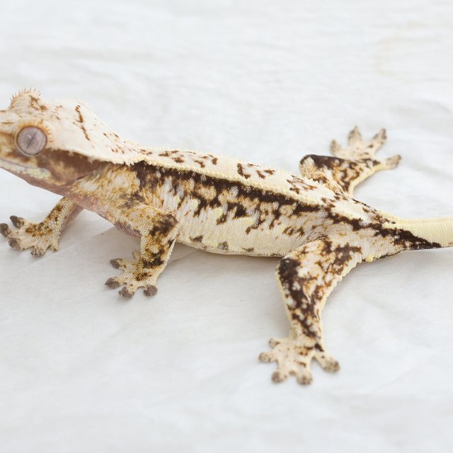 Tri Extreme Harlequin Quad