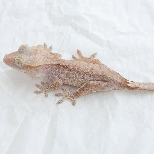Phantom Hypo