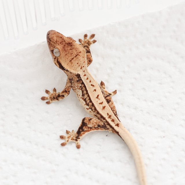 트라이 쿼드 풀핀