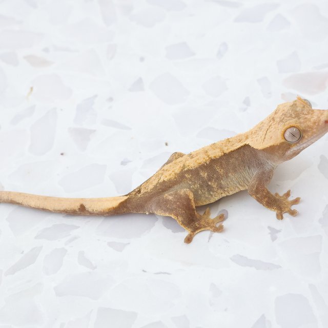 Hypo