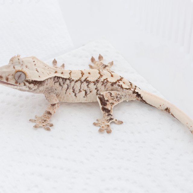 Tri Extreme Harlequin Normal White Spot