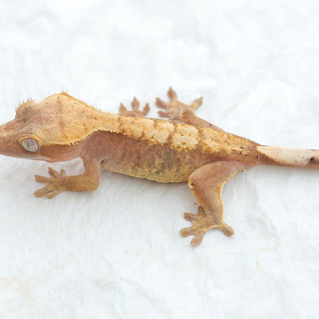 Hypo