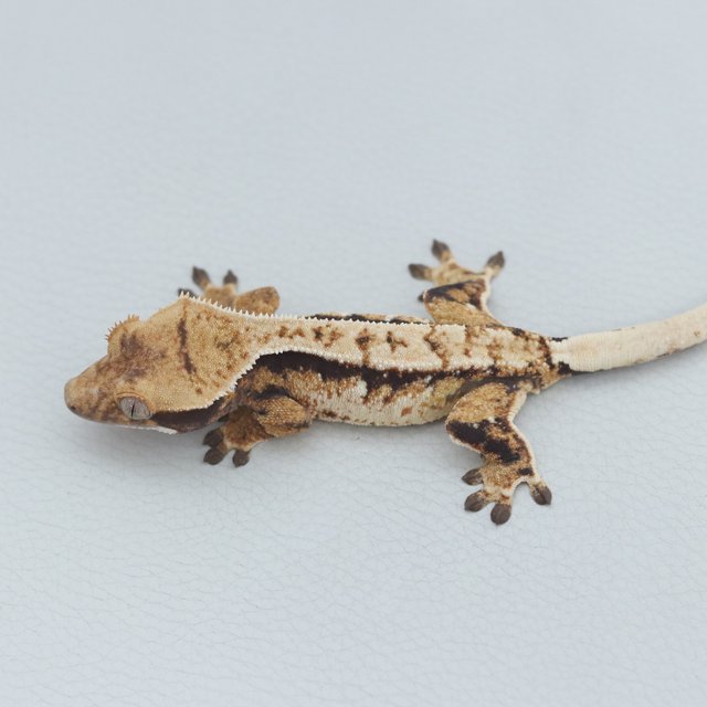 Normal Tri Extreme Harlequin Tangerine