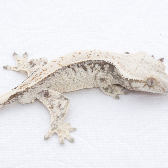 Drippy White Spot Extreme Harlequin Normal