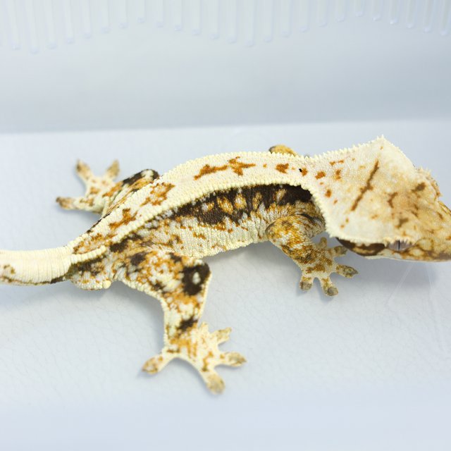 노멀 트라이 쿼드