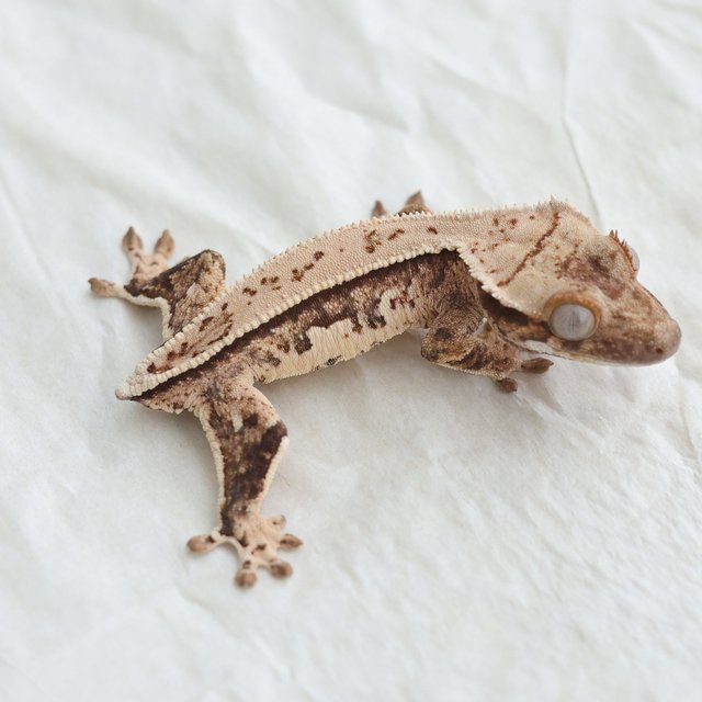 Quad Full Pinstripe Tri Normal