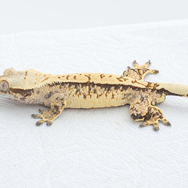 Normal Tri Extreme Harlequin
