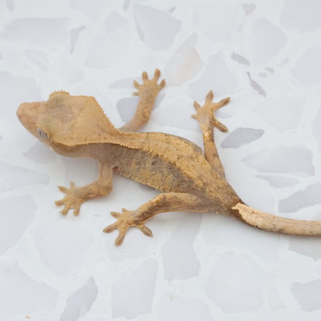 Hypo