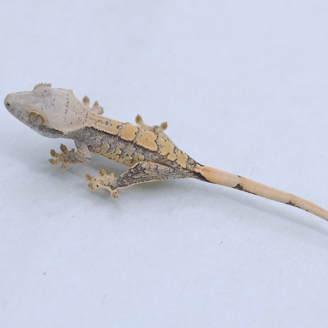 트라이 익스트림할리퀸 드리피 할리퀸