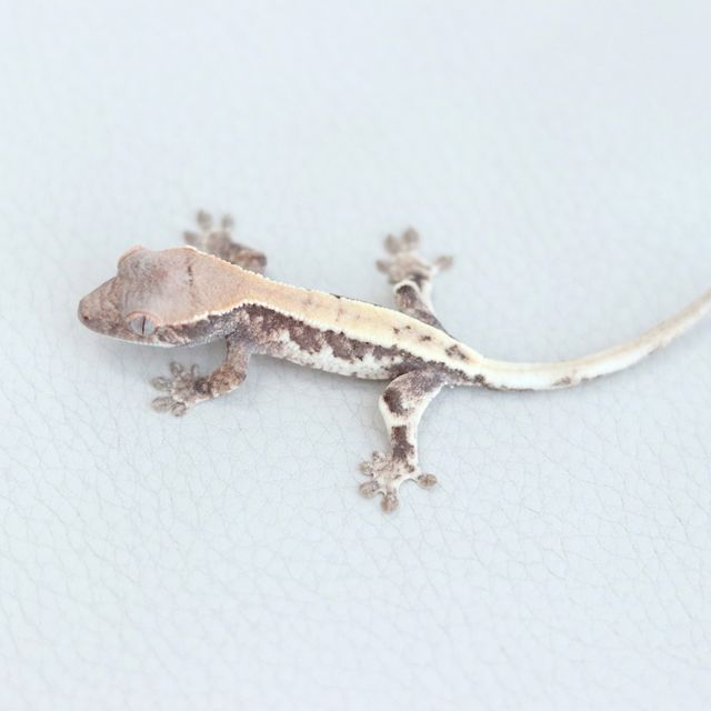 100%헷아잔틱 릴리 세이블