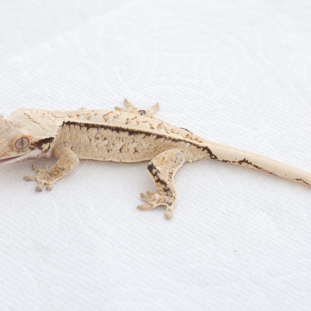 Drippy White Spot Tri Extreme Harlequin Normal