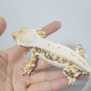 쉐리