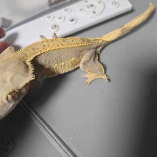 100%헷아잔틱