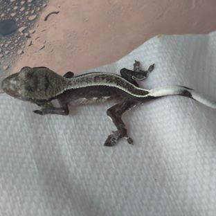 아잔틱