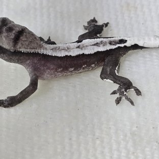 아잔틱