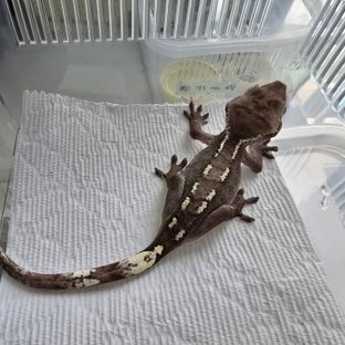 아잔틱