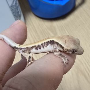 릴리 세이블