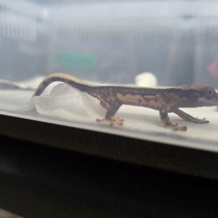 트라이