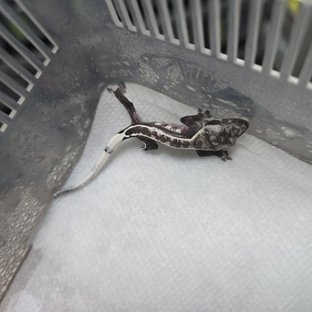 아잔틱