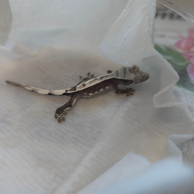 아잔틱