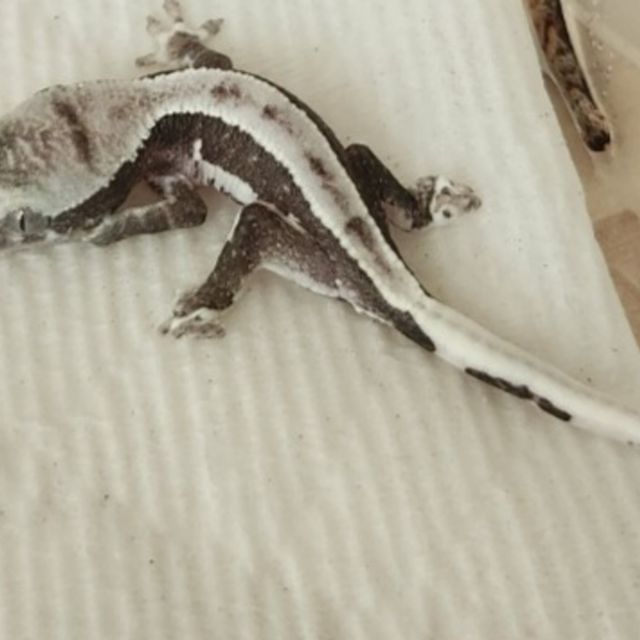 릴잔틱