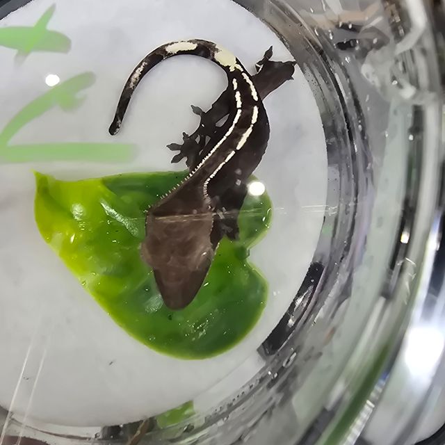 아잔틱