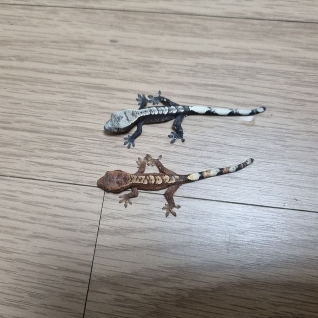 아잔틱