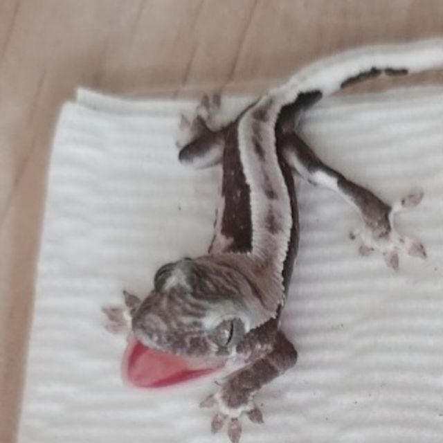 릴잔틱