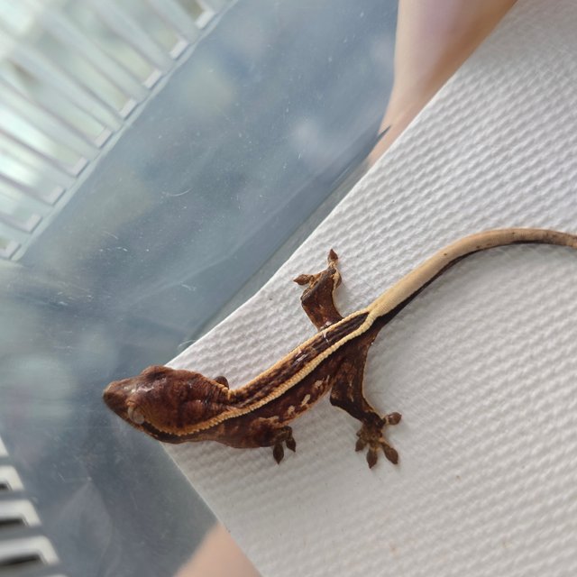 화이트스팟 핀스트라이프 화이트핀 화이트포트홀 드리피