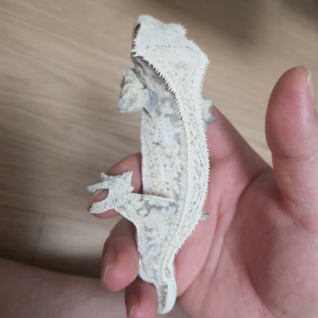 드리피 화이트스팟