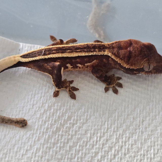 화이트스팟 핀스트라이프 화이트핀 화이트포트홀 드리피