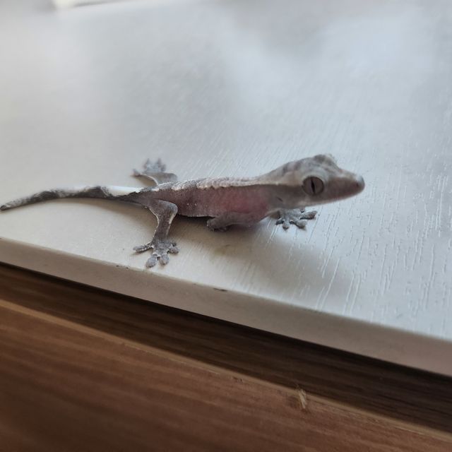 아잔틱