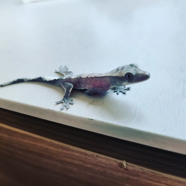 아잔틱