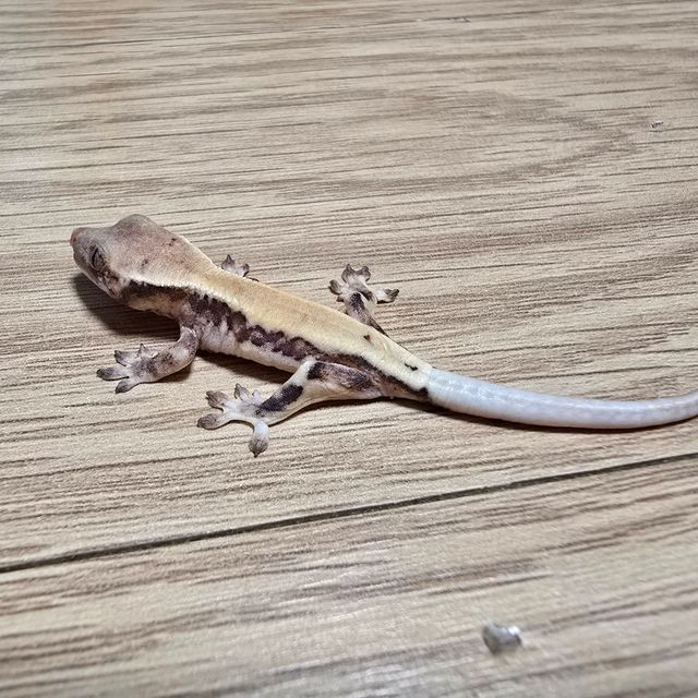 릴리 세이블