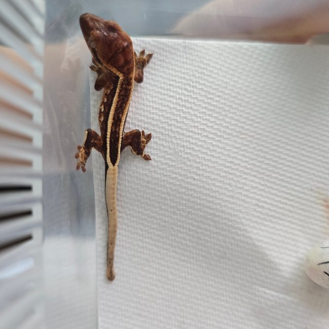 화이트스팟 핀스트라이프 화이트핀 화이트포트홀 드리피