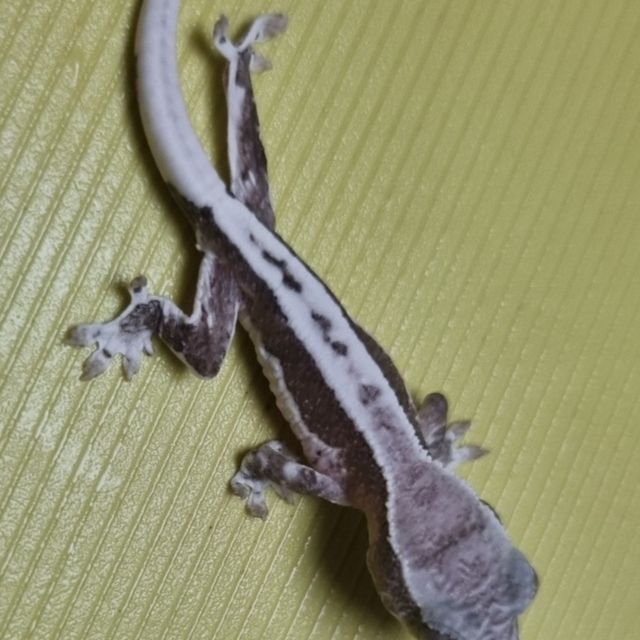 릴잔틱