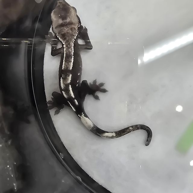 아잔틱